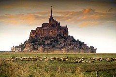 Sheep at Mont St Michel