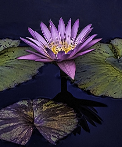 Waterlily and Shadow