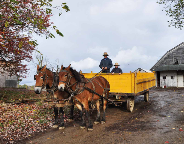 Amish Joy Ride