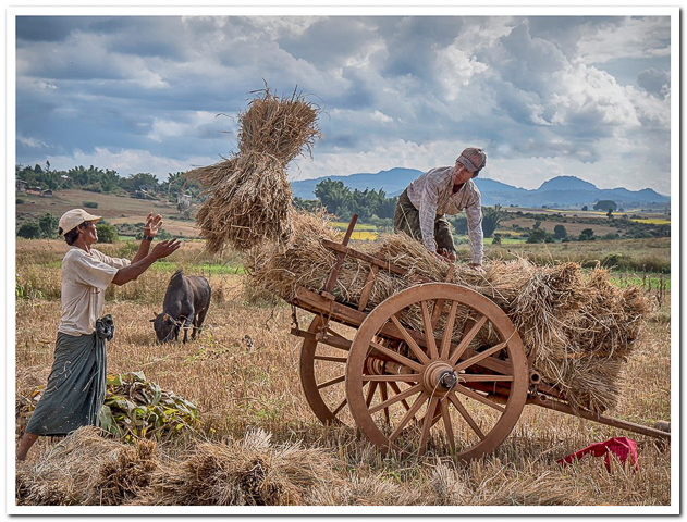 Harvesting Myanmar