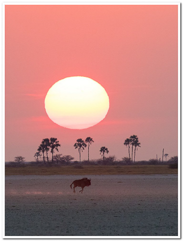 Wildebeest Sunrise