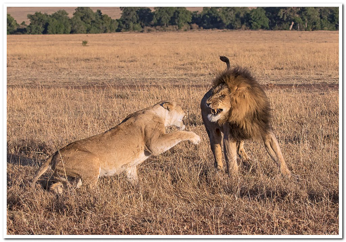 Lion Quarrel
