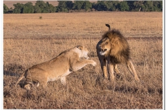 Lion Quarrel