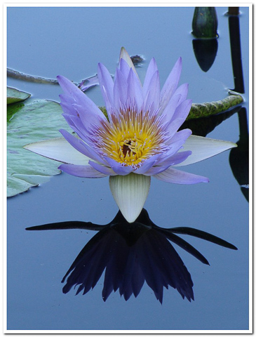Florida Lilac Water Lilly