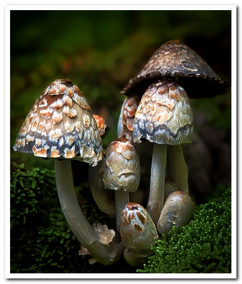 Fungi Domes