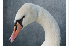 Swan Head
