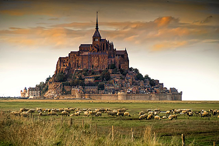 Sheep at Mont St Michel
