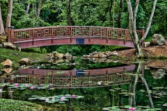 Reflections In a Lilly Pond