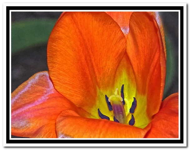 A Spring Tulip in Detail