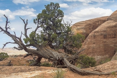 Desert Tree