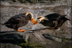 Horned puffins gossiping