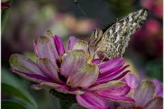 Butterfly On Flower #7