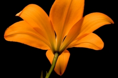 Orange Flower #2