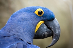 Hyacinth Macaw Up Close