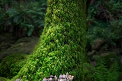 Mossy Tree &  Mushrooms