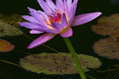 Water Lily & Frog