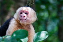 Capuchin Costa Rica