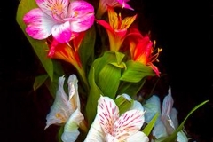 Peruvian Lillies
