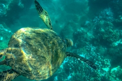 Sea Turtle Buffet