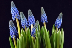 Blue Bell Hyacinth