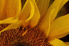 Eye of a  Sunflower