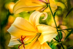 Morning Lilies