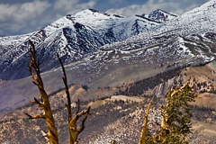 Bristlecone Pine