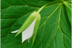 White Trillium