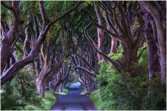 The Dark Hedges 5D38705