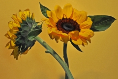 Sunflower Duo