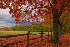 Fall Trees