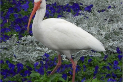 Ibis