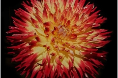 Orange & Yellow Dahlia