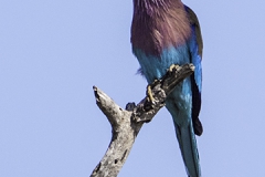 Lilac Breasted Roller