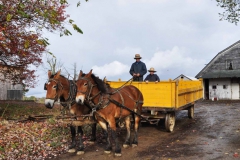 Amish Joy Ride