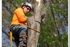 Topping A Tree