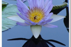 Florida Lilac Water Lilly