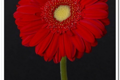 Red Gerber Daisy