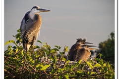 Two in the Nest