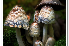 Fungi Domes