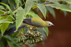 Silky Flycatcher