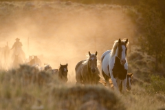 Driving The Herd