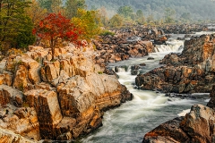 Falls And Red Tree