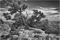 North Rim Juniper