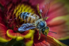 The Pollinator