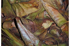 Tree Bark Abstract