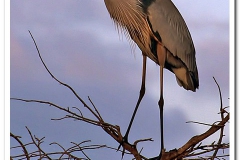 Guarding the Nest