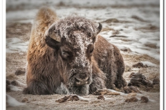 Winter Frost Yellowstone Park