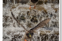 Ducks Over Waterfall