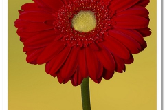 Red Gerber Daisy